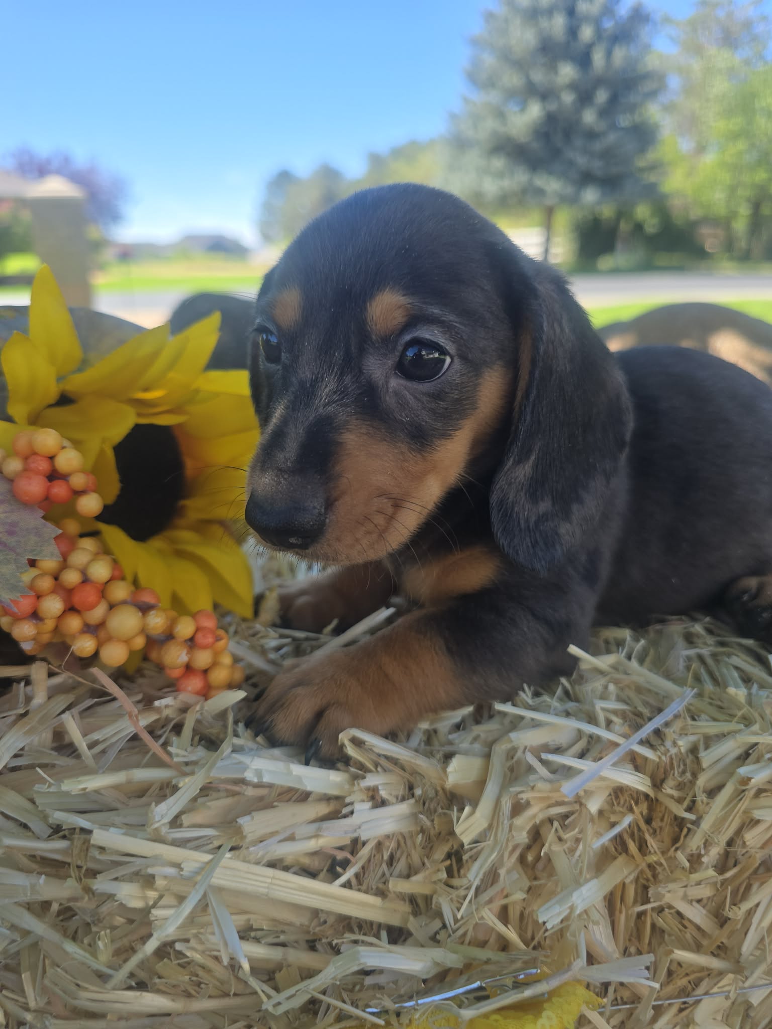 Black and tan dachshund puppy on a hay bale with sunflowers