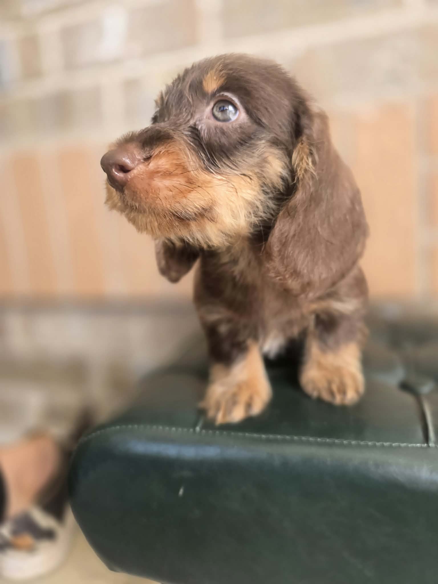 Chocolate wire puppy looking up