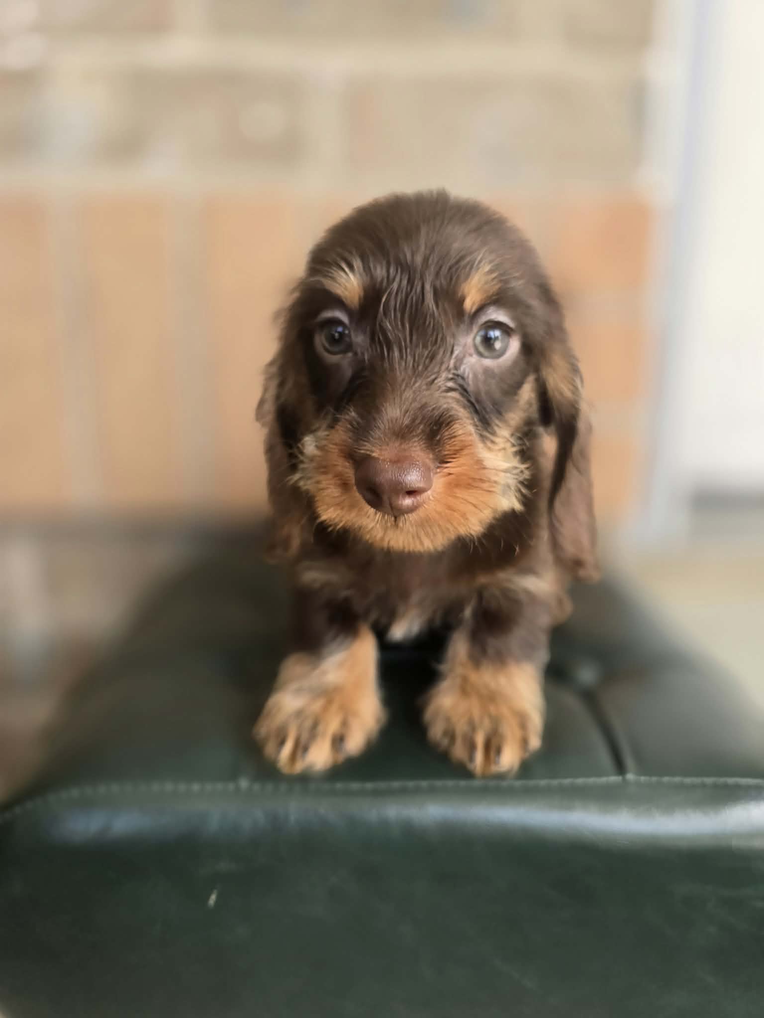 Chocolate wirehaired dachshund puppy