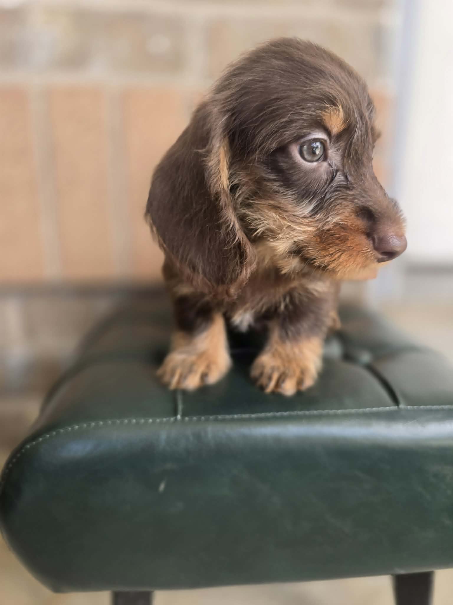 Chocolate wire puppy