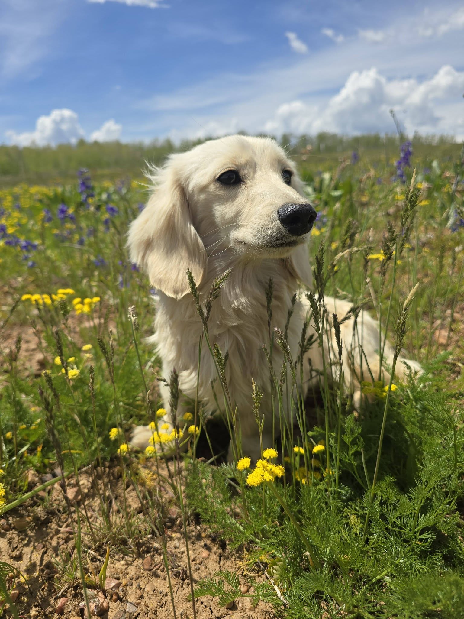 A cream longhaired dachshund sitting in a field of wildflowers
