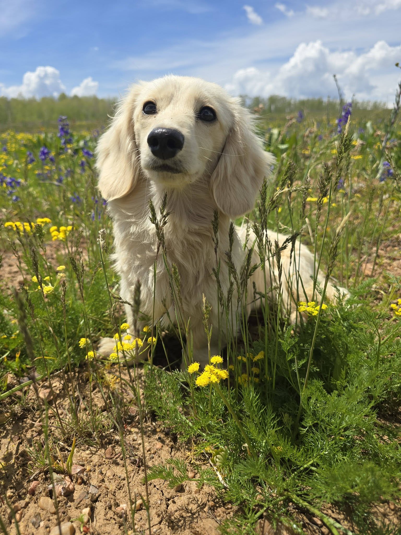 Cream longhaired dachshund outdoors