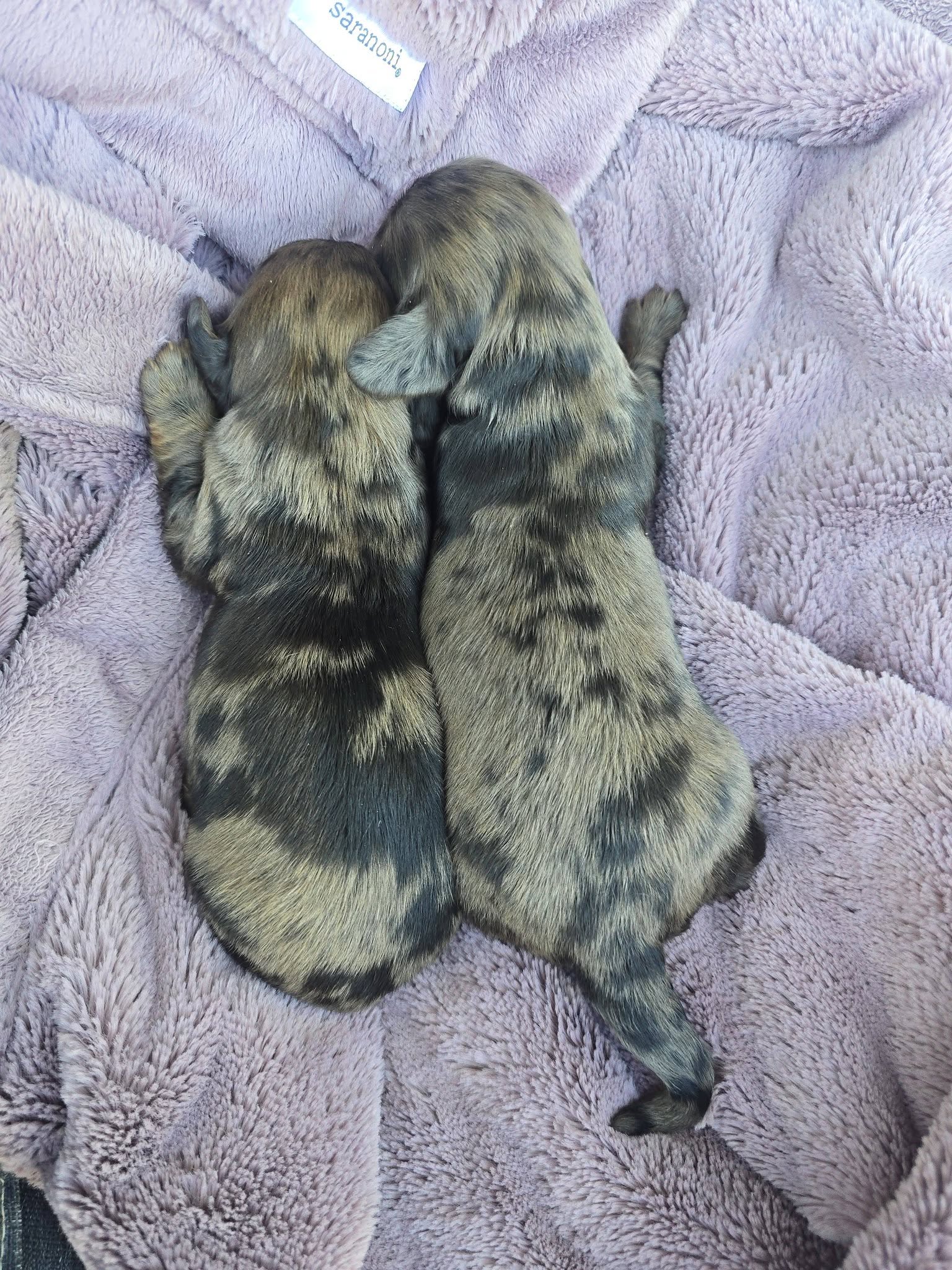 Two newborn dapple puppies