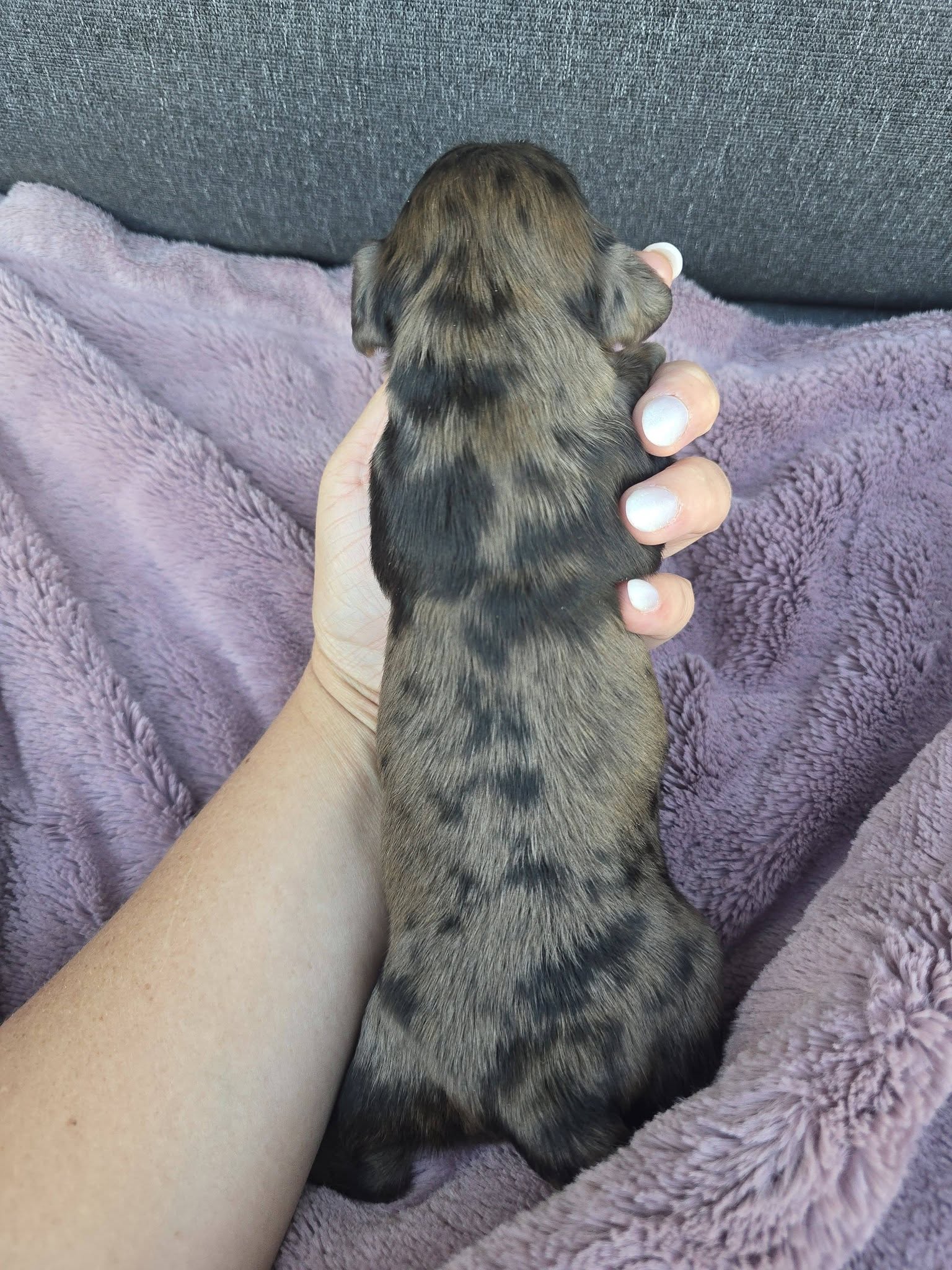 Silver dapple female dachshund puppy