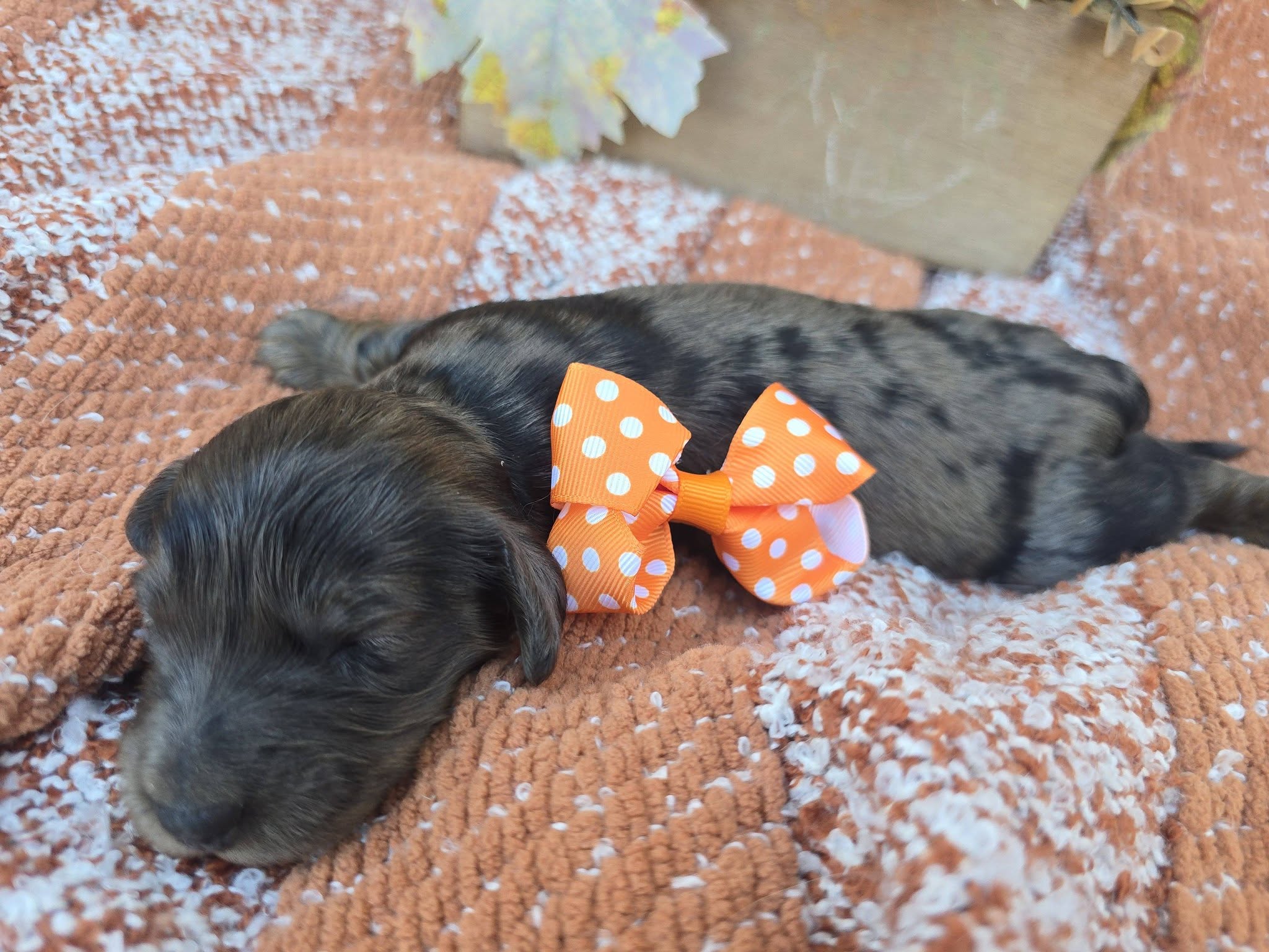Newborn dapple puppy with an orange bow